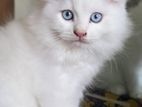 Persian triple coat Kittens