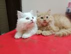 Persian triple coat long hair
