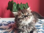 Persian triple coaT Male cat