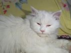 Persian Triple Coat Male