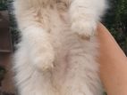 persian triple coat male kitten