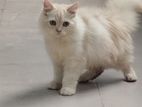 Persian Triple Coated Cat/Kitty
