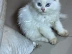 Persian Triple Coated Kitten Available