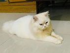 Persian Triple Code