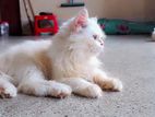 Persian Triple Cote Female