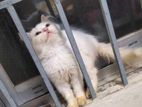 Persian triple Court kitten