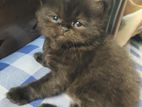 Persian Tripple coat cat