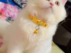 Persian Tripple Coat Female