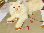 Persian Tripple coat