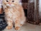 Persian cat sell