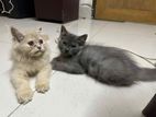 Persian Turkish Angora Mixed Kitten