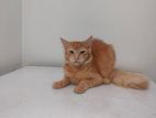 Persian Turkish mixed breed cat male, female jora