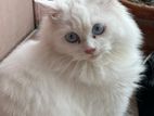 Persian white blue eyes adult female