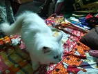 Persian White Cat, Female