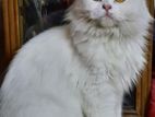 Persian White Cat