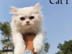 Persian White Cat