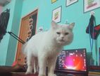 Persian white cat for sale