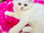 Persian White Cat Pair