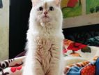 persian white female cat