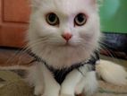 Persian White female Cat