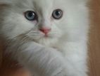 Persian White Kitten