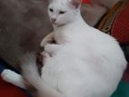 Persian white mixed cat for sell