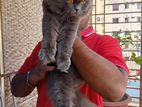 Persian X British Shorthair Breed, Cat Kitten
