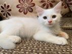 Persian Ragdoll Mixbreed Kitten