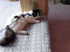 Persianc cat