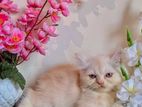 Persiane cat