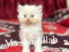 Cat Sell