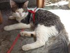 Persion Cat