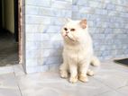 Persiyan Male Cat