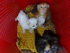Persiyan Triple Coat Blue Eyes Kitten