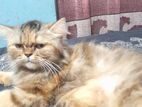Perssian Cat (female)