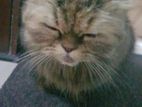 Perssian Cat