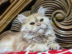 Peru Persian Cat