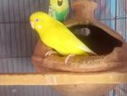 Budgerigar for sell