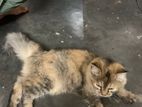 Cat for sell