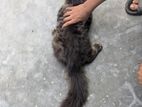 Male cate