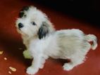 Pet(Dog)