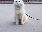 Cat for sale