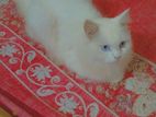 Persian Cat for Sell