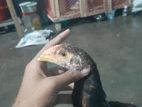 ফাইটার মোরগ
