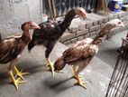 ফাইটার মুরগি
