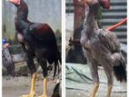 ফাইটার মুরগি + মোরগ