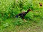 ফাইটার মুরগী