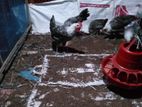 Chicken Sell