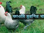 ফাওমি মুরগি