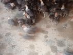 ফাওমি মুরগি